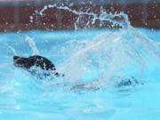 Wednesday, a 4-year-old Jack Russell terrier mix, enjoys the Marshall Community Center pool during the Pooch Plunge.