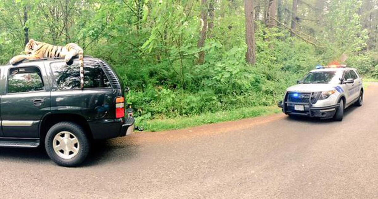 Photo courtesy of Connor Zuvich
Somebody called 911 believing this toy tiger was the real thing. Camas police and the teenagers in the SUV got a good laugh out of it.