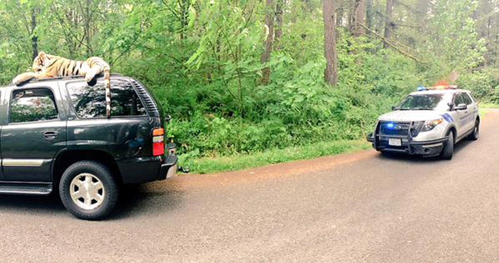 Photo courtesy of Connor Zuvich
Somebody called 911 believing this toy tiger was the real thing. Camas police and the teenagers in the SUV got a good laugh out of it.