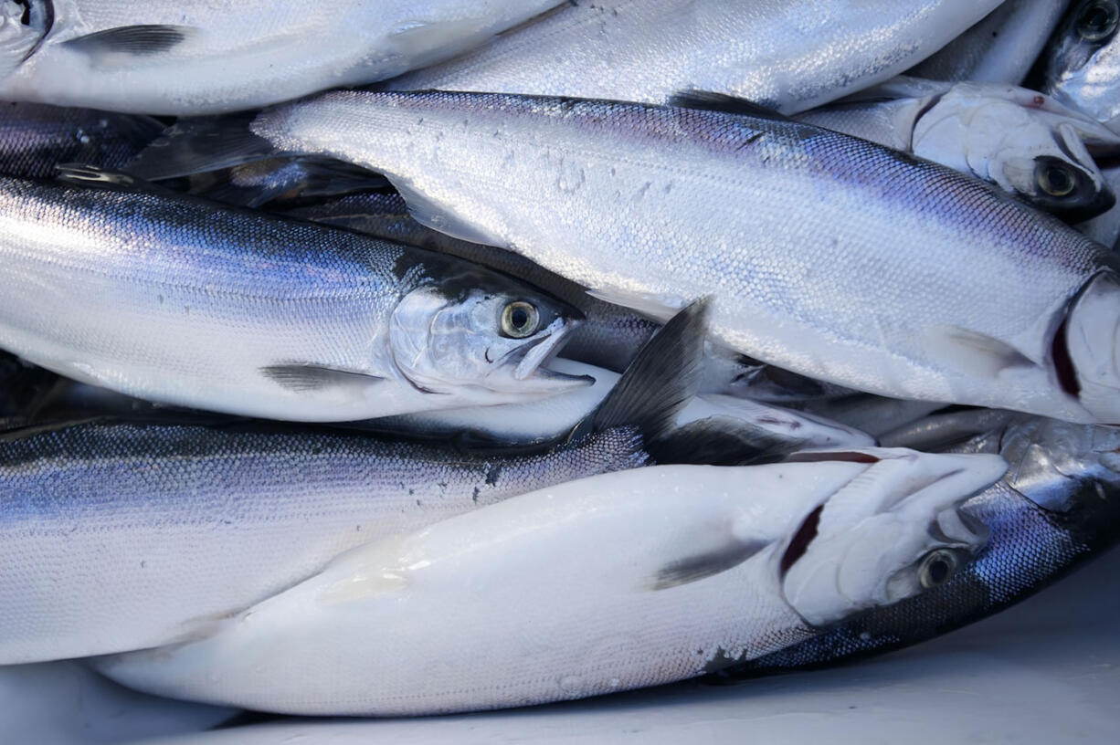 Kokanee fishing is off to an early start at Merwin Reservoir in 2015.