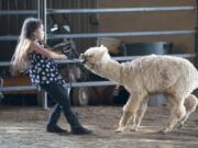 Nallaret Ramirez, 4,  takes a baby alpaca for a walk as part of its show training at The Aplaca Group in Ridgefield.