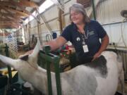 Dr. Mary Ann Haggerty, the fair's volunteer veterinarian, checks over a goat Thursday morning at the Clark County Fairgrounds in Ridgefield.