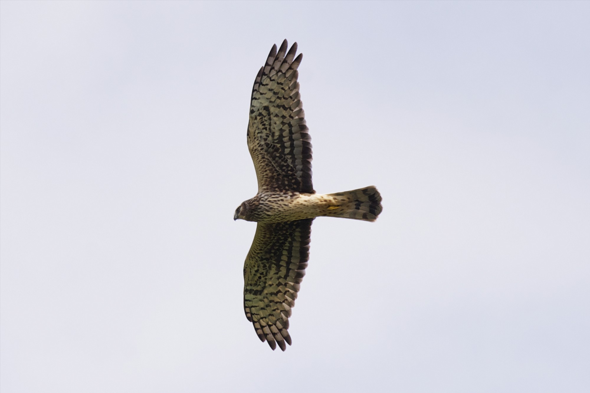 A harrier circles above the Steigerwald Lake National Wildlife Refuge on Tuesday.