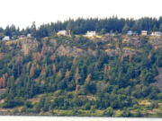 Dead pine trees dot the landscape, looking across the Columbia River to White Salmon.