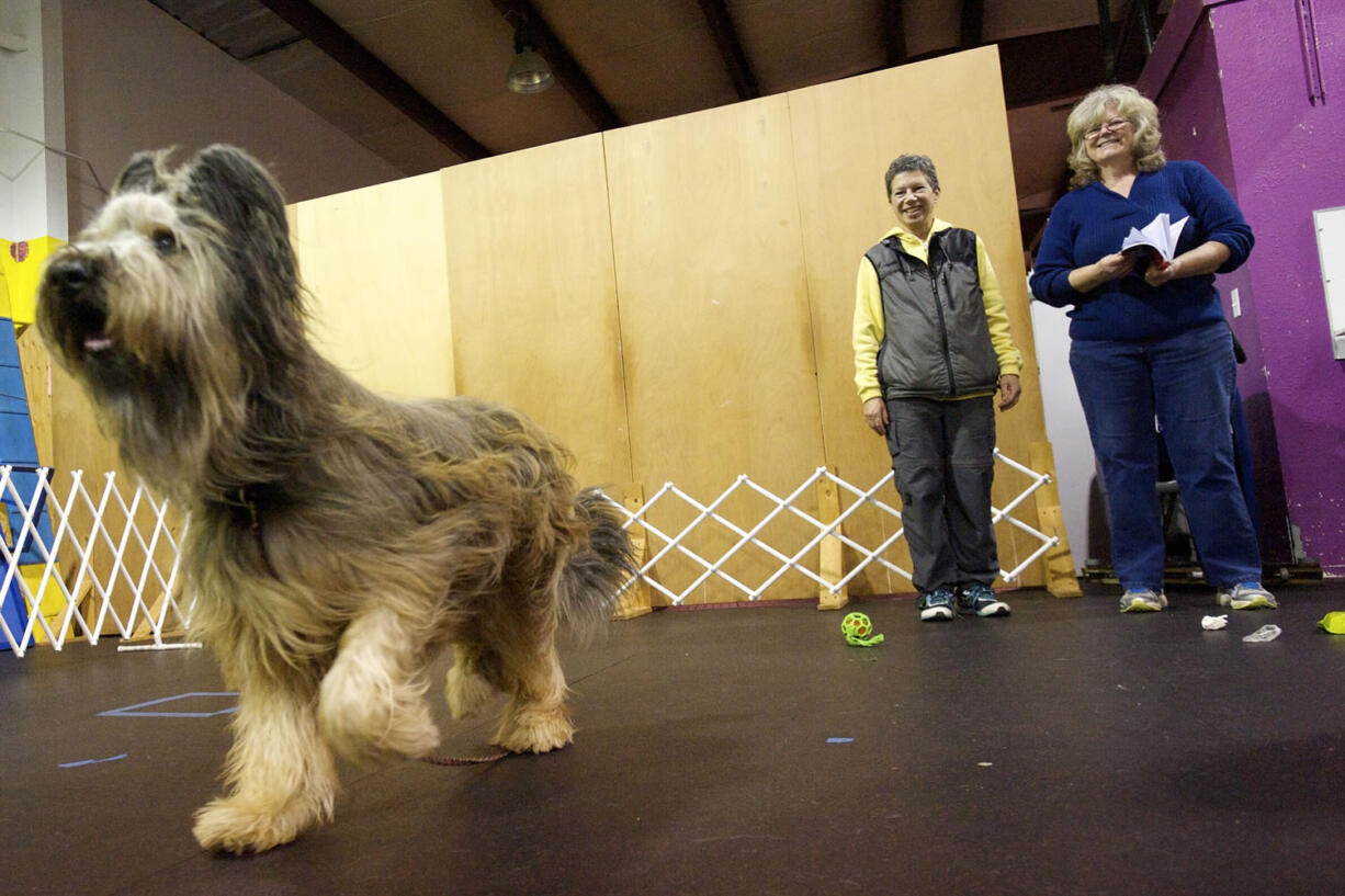 Photos by Steven Lane/The Columbian
Joan Armstrong, center, trains dogs at Dog Days Dog Training.