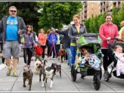 Esther Short: The Humane Society for Southwest Washington's Walk/Run for the Animals raised more than $150,000, a record for the event in its 24th year.