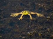 Ridgefield: This photo of a frog won Dehila Shaw first place in the youth category of the annual Ridgefield National Wildlife Refuge Photography Contest.