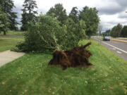 A tree in Vancouver's Marshall Center Park was no match for gusty winds Saturday.