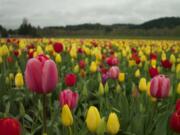 After an unusually warm winter, the tulips are out early at Woodland's Holland America Bulb Farm.