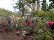 Vancouver: Volunteers help plant trees along Burnt Bridge Creek during a service day.