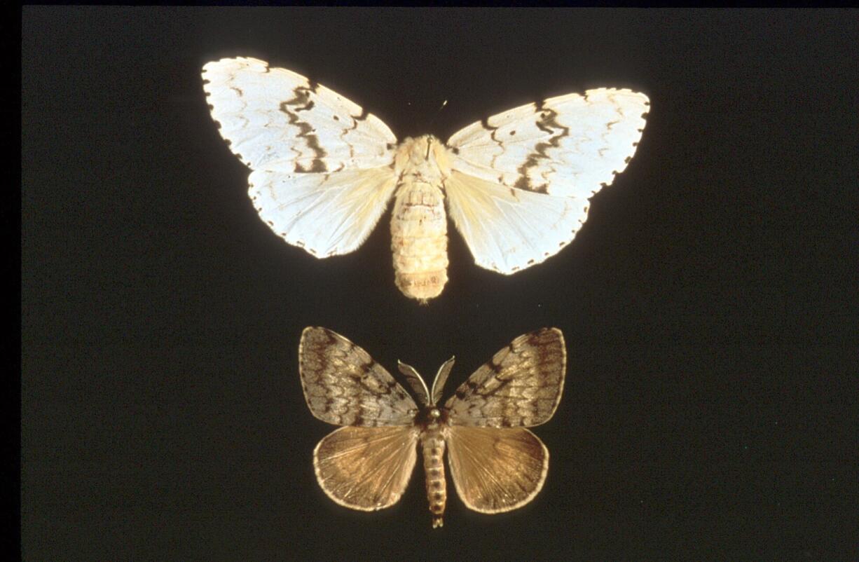 Washington State Department of Agriculture
Trappers in 2014 found 16 gypsy moths and evidence of reproduction near Yacolt.