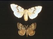 Washington State Department of Agriculture
Trappers in 2014 found 16 gypsy moths and evidence of reproduction near Yacolt.