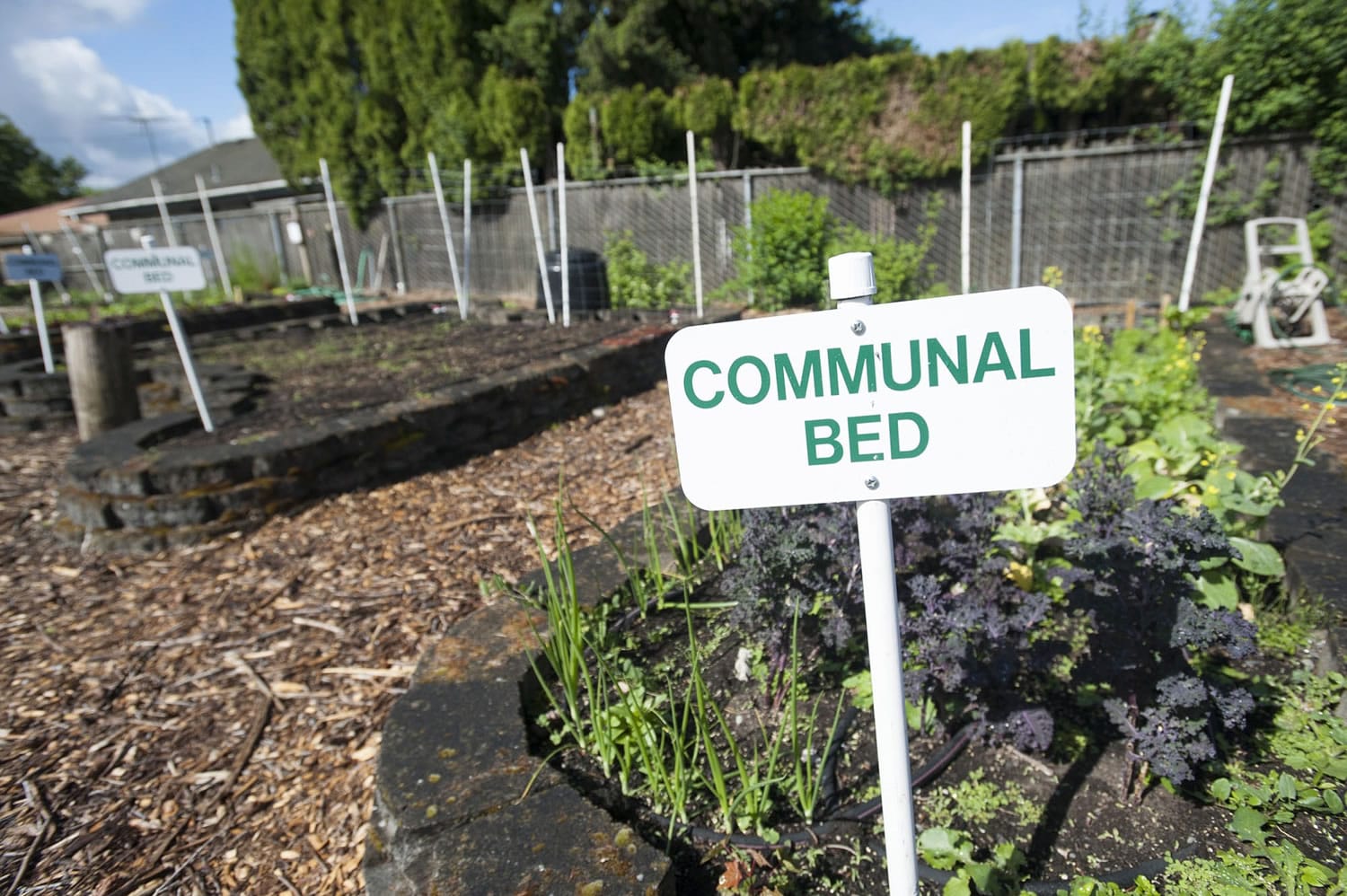 There are 25 raised beds at the Hazel Dell School and Community Garden. Clark College and Washington State University Extension master gardeners use the site to teach kids about gardening.