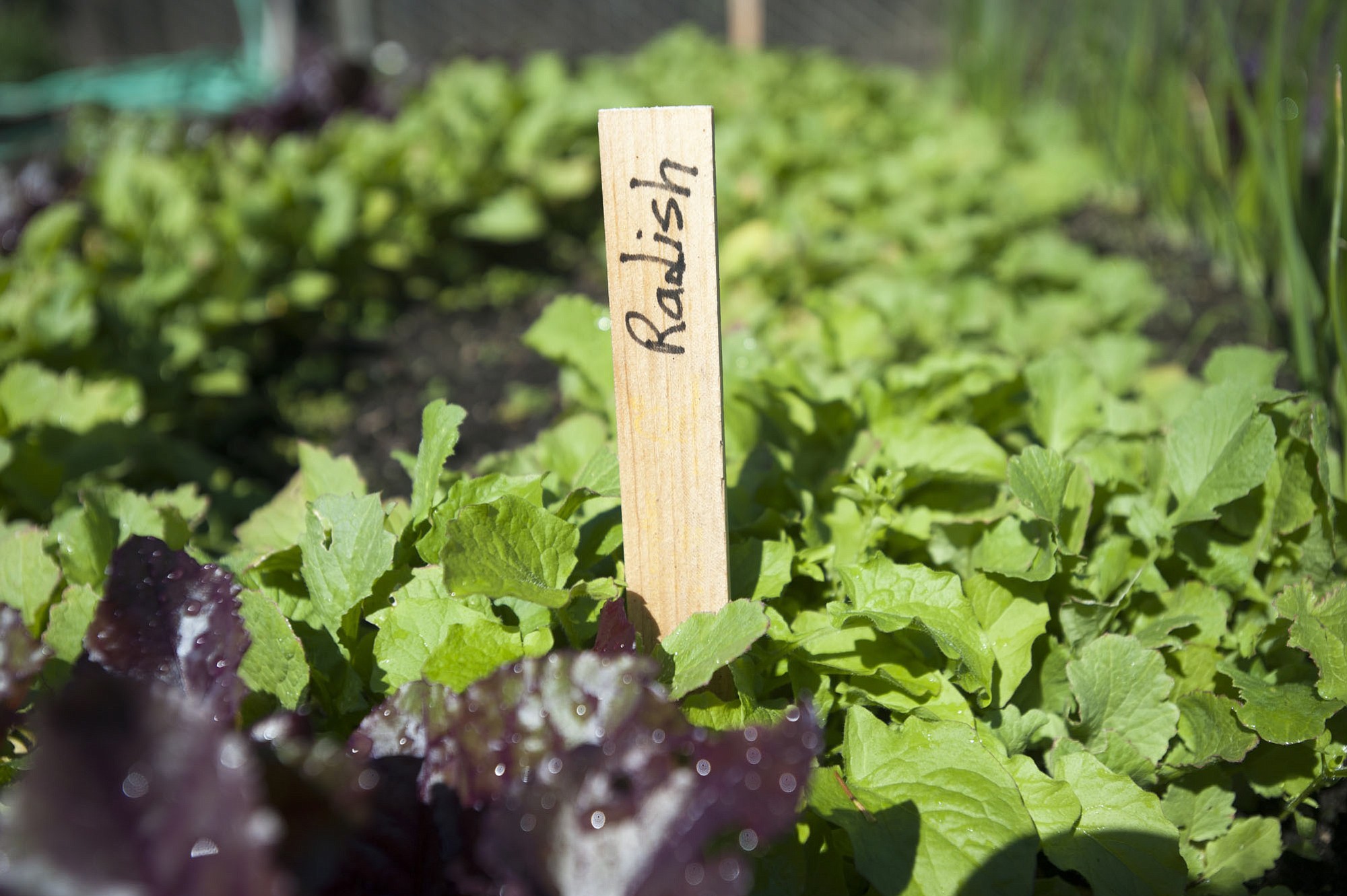 There are 25 raised beds at the Hazel Dell School and Community Garden. Clark College and Washington State University Extension master gardeners use the site to teach kids about gardening.