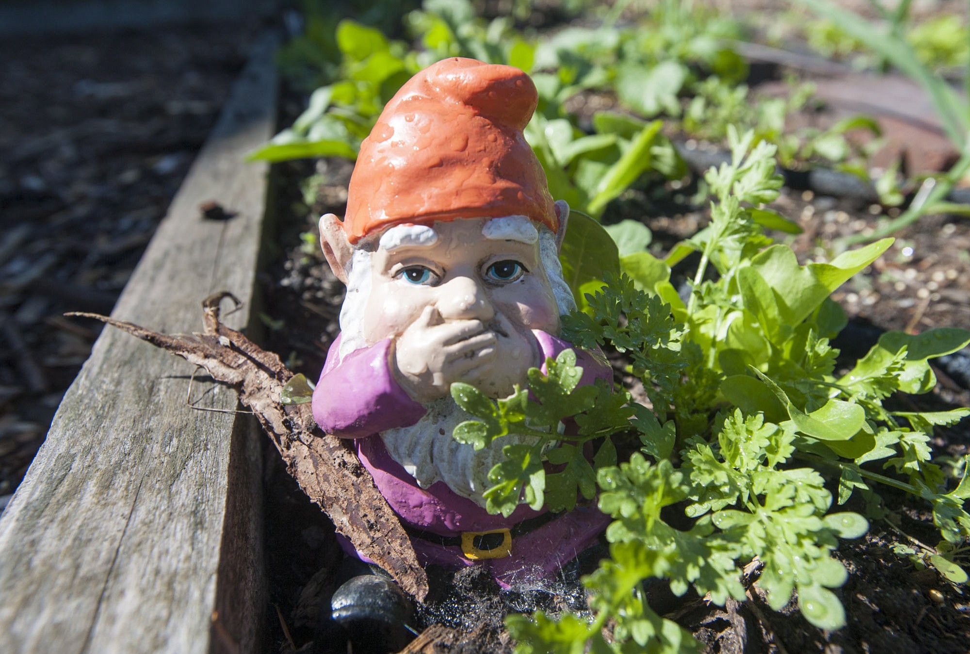 There are 25 raised beds at the Hazel Dell School and Community Garden. Clark College and Washington State University Extension master gardeners use the site to teach kids about gardening.