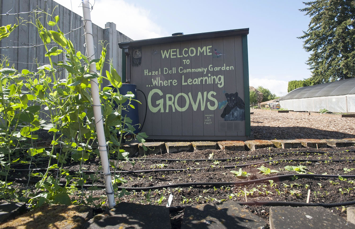 There are 25 raised beds at the Hazel Dell School and Community Garden. Clark College and Washington State University Extension master gardeners use the site to teach kids about gardening.