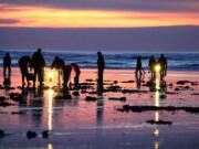 People dig for razor clams in Long Beach.