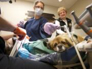 Therapy dog Kyi, a 6-year-old Tibetan spaniel, lies on the lap of 10-year-old Baylee Polzen during a dental procedure at Adventure Dental in Salmon Creek on Nov. 26.