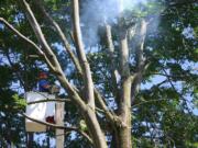 Joseph Thomas, of Frontier Tree Service, saws off the branches of a mature tree of heaven in the Carter Park neighborhood. Four of the trees were cut down on Aug.