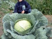 Woodland:  Jael Clark and her colossal cabbage.