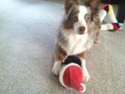 Burton Ridge: Autumn, a female miniature Australian shepherd, has been missing from a Burton Ridge home since Sept. 24.