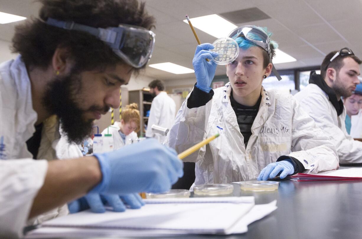 Geoffrey Cox, left and his lab partner Quinn O'Bryant examine bacteria cultures Tuesday in a Clark College biology class that focuses on looking for new antibiotics. The class is part of the Small World Initiative, organized and funded by the Yale Center for Scientific Teaching.