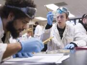 Geoffrey Cox, left and his lab partner Quinn O'Bryant examine bacteria cultures Tuesday in a Clark College biology class that focuses on looking for new antibiotics. The class is part of the Small World Initiative, organized and funded by the Yale Center for Scientific Teaching.