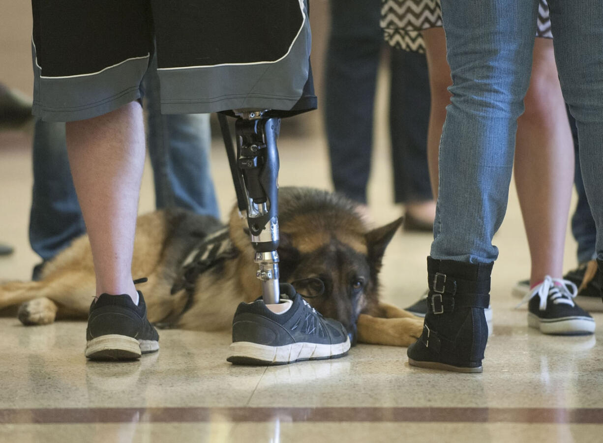 Justin Carey  waits with his service dog before testifying Wednesday in a trial for Shaun Johnson, the driver accused of hitting him.