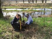 Camas/Washougal: Volunteers from east Clark County help improve the Steigerwald Lake National Wildlife Refuge as part of the Lower Columbia Estuary Partnership's Outdoor Education Program.