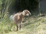 A goat languishes in intense summer heat in Ridgefield.