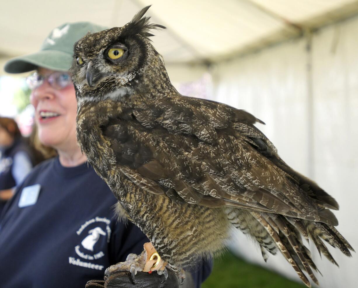 Pam Meyers of the Audubon Society of Portland shows off a great horned owl named Julio on Sunday afternoon in Ridgefield. Julio, 14, was rescued from a chopped-down tree and kept illegally as a pet for several years.