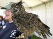 Pam Meyers of the Audubon Society of Portland shows off a great horned owl named Julio on Sunday afternoon in Ridgefield. Julio, 14, was rescued from a chopped-down tree and kept illegally as a pet for several years.