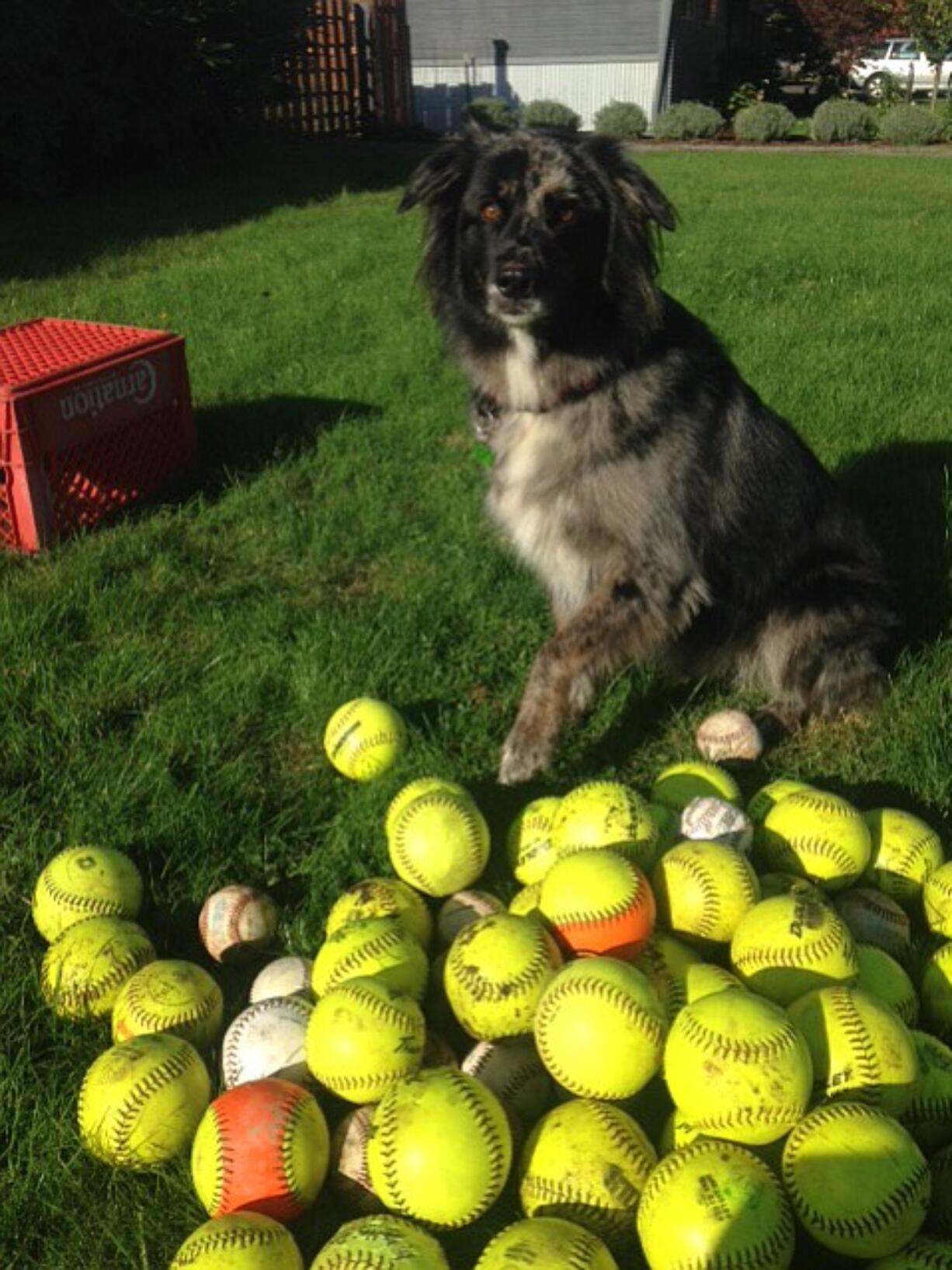 Camas: Dan Quinn's 5-year-old Australian shepherd mix Haskell watches over a cache of baseballs he collected from a nearby field.