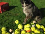 Camas: Dan Quinn's 5-year-old Australian shepherd mix Haskell watches over a cache of baseballs he collected from a nearby field.