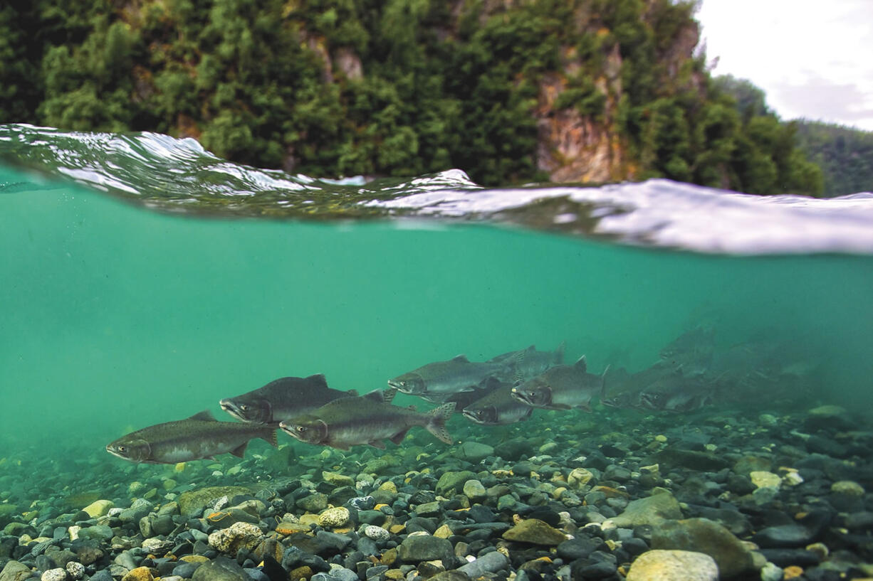 A pod of wild pink salmon swim up the Susitna River just below the site of a proposed mega dam in Alaska, in a scene from &quot;DamNation.&quot;