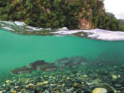 A pod of wild pink salmon swim up the Susitna River just below the site of a proposed mega dam in Alaska, in a scene from &quot;DamNation.&quot;