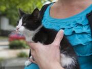 This 8-week-old cat survived a 20-plus-mile drive stuck underneath the engine of a 2013 Audi A4 on Monday morning.