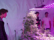 Head Grower Keith Griffiths, left, looks on as representatives from New Vansterdam and Main Street Marijuana visit Urban Farms in Longview.