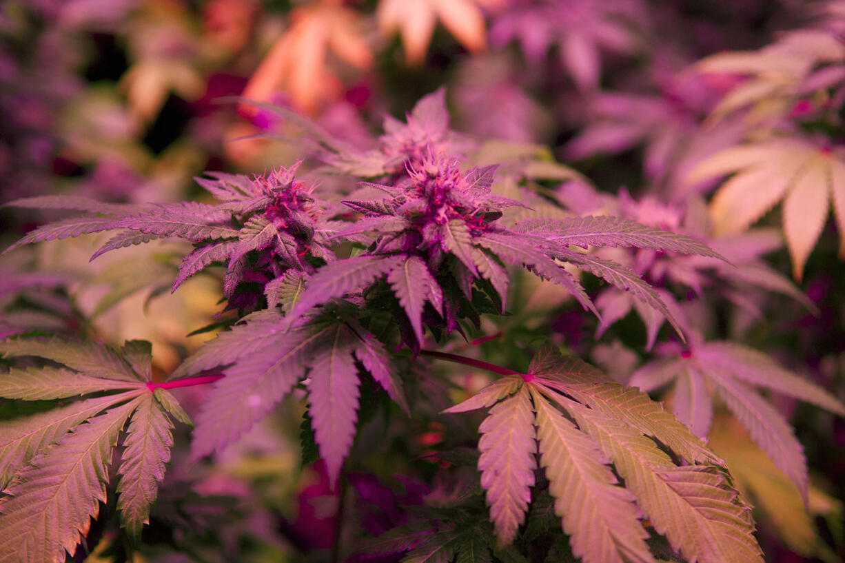 Marijuana buds at Urban Farms, a Longview company that is preparing for its first harvest in November.