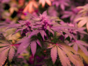 Marijuana buds at Urban Farms, a Longview company that is preparing for its first harvest in November.