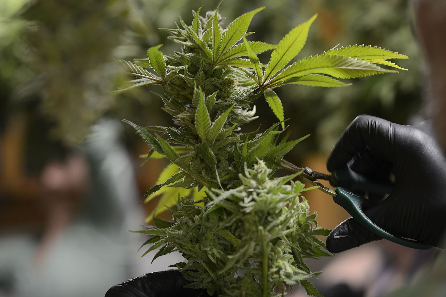 Ariane Kunze/The Columbian
Bud trimmers remove lower quality leaves and stems from marijuana flowers as they prep them for sale.