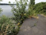 Erosion has undercut Lower River Road past Milepost 10 west of Frenchman's Bar in Vancouver.