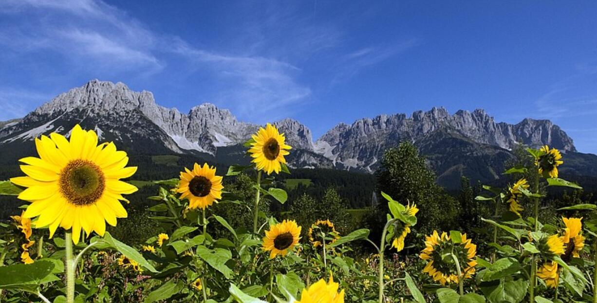 The Sunflower Fest will display many varieties of the summer flower.