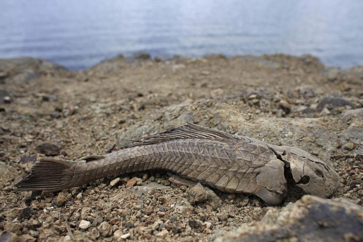 A fish carcass litters the banks of the unusually low Carraizo reservoir June 15 in Trujillo Alto, Puerto Rico.