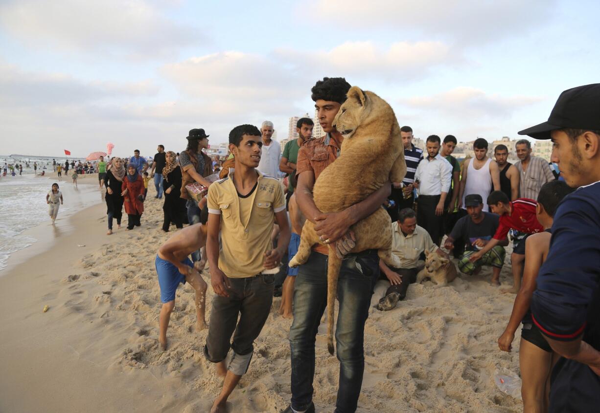 Ibrahim Al-Jamal, 17, carries Mona, the female lion cub, as Max the male lion cub is petted by people on the  beach of Gaza City, in the northern Gaza Strip.