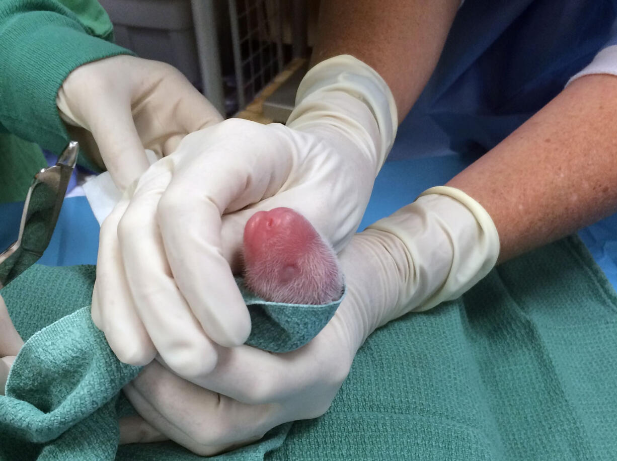 One of the giant panda cubs is examined by veterinarians after being born at Smithsonian's National Zoo on Saturday in Washington.