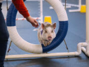 Amy, an indoor pig owned by Lori Stock, goes through agility training intended for dogs Feb.