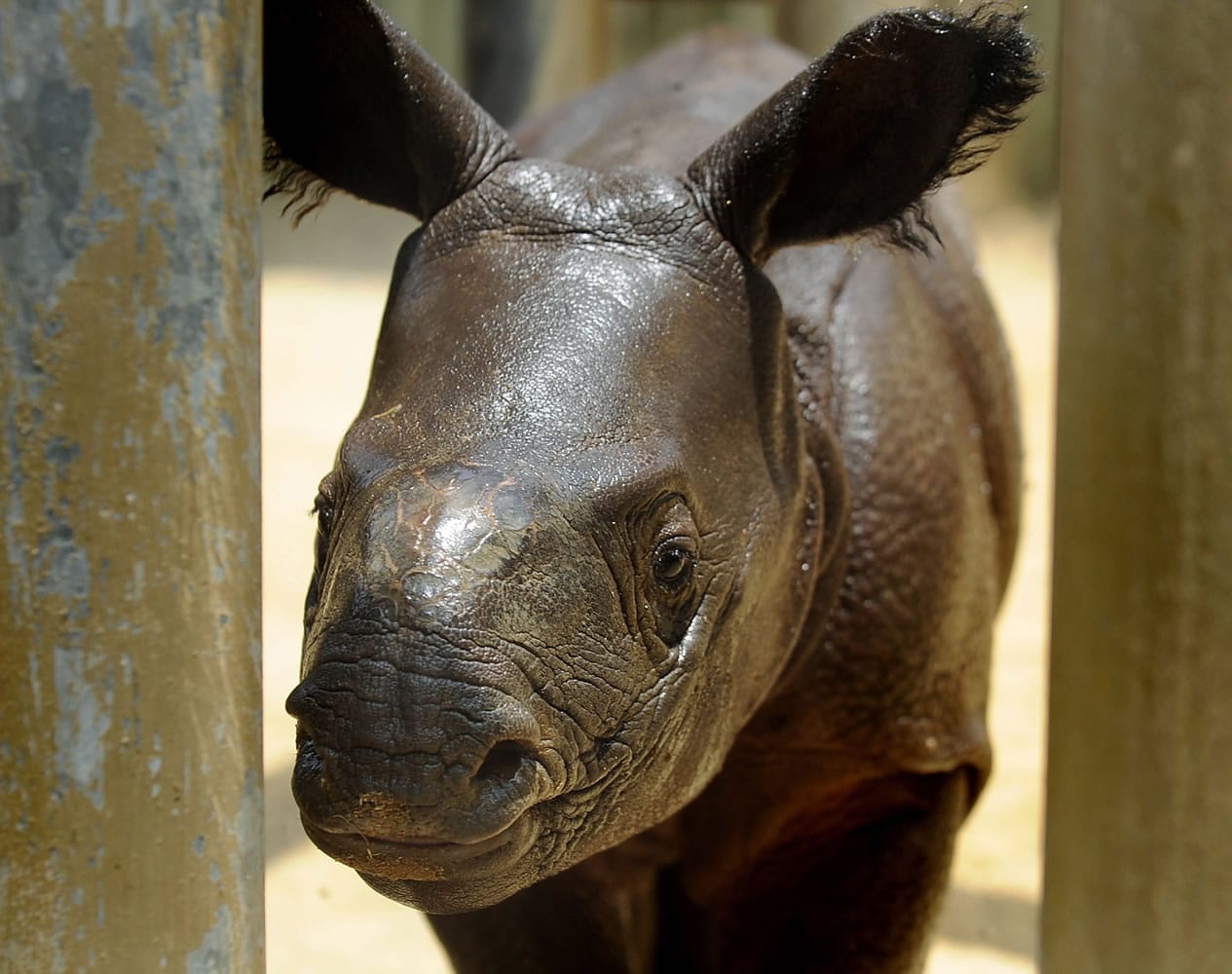 New baby rhino Ethan is shown at the Montgomery Zoo in Montgomery, Ala., on Sunday. Ethan was born on June 5 and is named after the Alabama boy who was taken hostage in a bunker in January. Ethan is the first rhino calf born in a U.S.