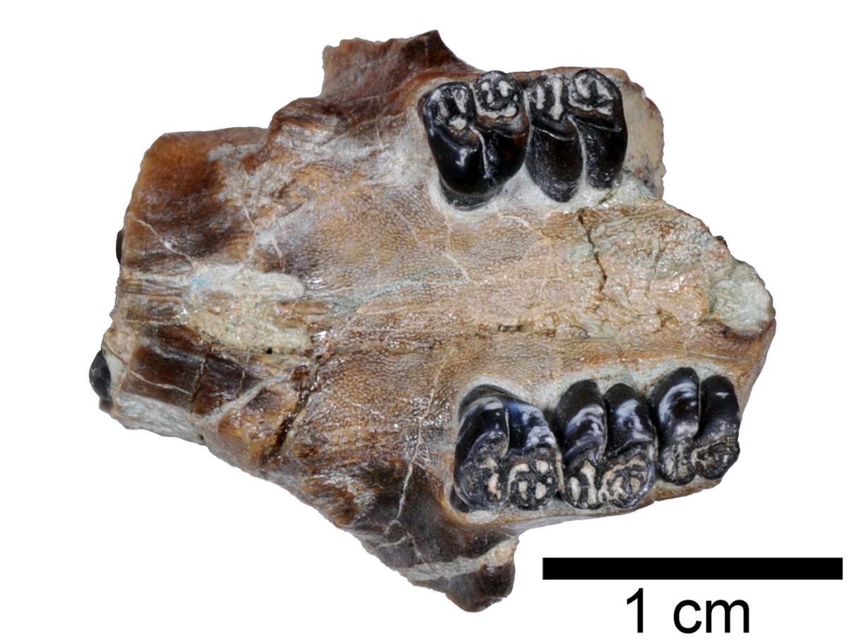 This undated photo provided by John Day Fossil Beds National Monument paleontologist Joshua Samuels in shows a portion of the fossilized skull and teeth of an ancient beaver found at the monument in eastern Oregon.