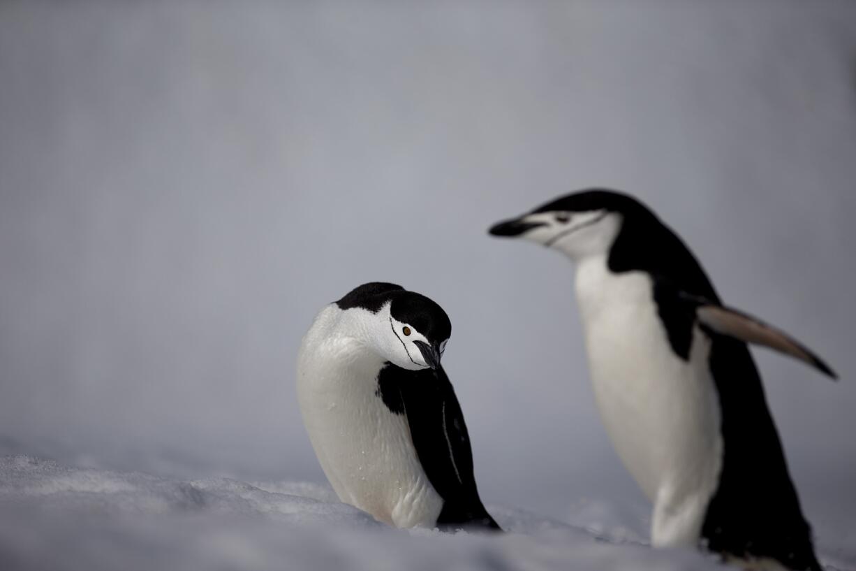 Chinstrap penguins waddle in January on Robert Island, in the South Shetland Islands archipelago, Antarctica.